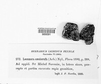 Caloplaca caesiorufa image